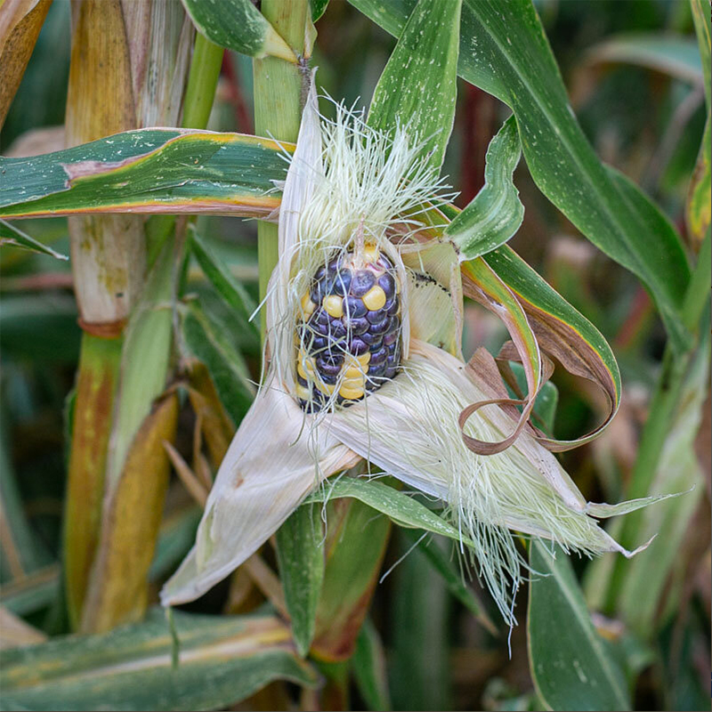 Corn Triple Play, Кукуруза Тройная игра